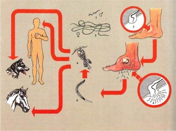 Drakunkuliazės vystymasis