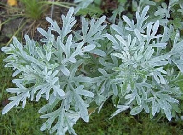 pelynas parazitams naikinti